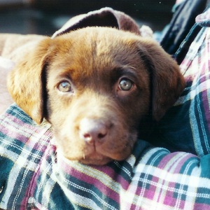 Fundraising Page: Krysti Peck